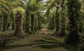 Multifungsi Kebun Sawit Dalam Ekosistem Gabungan Pengusaha Kelapa Sawit Indonesia Gapki