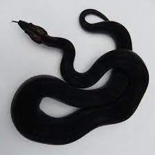 Imagem Embutida Black And White Aesthetic Snake Pet Snake