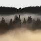 Jay Rosenheim: Trees