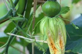 Check spelling or type a new query. Pumpkin Growth Stages Know What To Expect And When