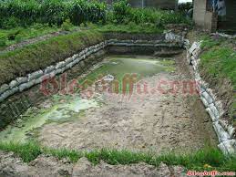 Pertanyaan semacam ini memang sering muncul dikalangan hobiis yang ingin memiliki atau membangun kolam ikan di rumah. Cara Mudah Membuat Kolam Ikan Yang Baik Dan Benar Blogdaffa Com