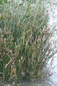 Image result for Cyperus maculatus