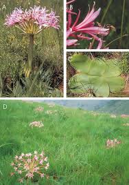 Image result for Brunsvigia radulosa