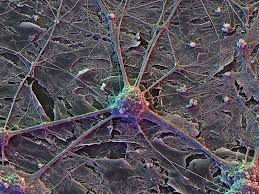 Image result for brain cell