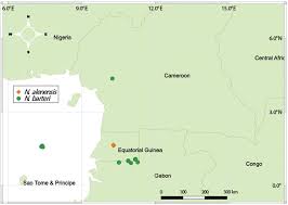 Image result for Dissotis pachytricha