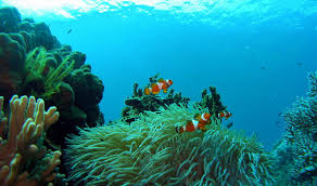 Tioman island is a fantastic destination for snorkeling. 9m2 Ua6af Tioman Island