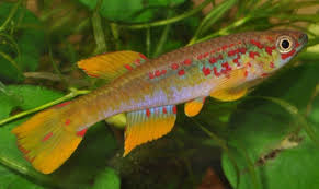 Image result for Viscum congolense