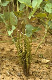 Image result for Striga gesnerioides