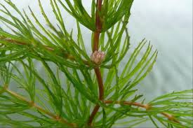Image result for Ceratophyllaceae