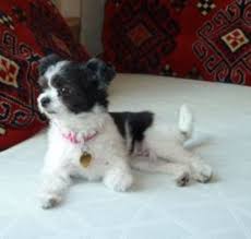 #1 online pet supplies & pharmacy. What Is The Lifespan Of A Miki Dog