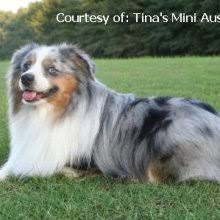 Australian shepherds are incredibly beautiful, intelligent, agile and obedient dogs. Puppyfind Miniature Australian Shepherd Puppies For Sale