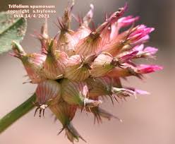 Image result for Trifolium spumosum