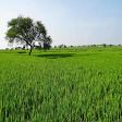 Agricultural Land For Buy