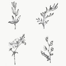 Its resolution is 500x922 and with no background, which can be used in a variety of creative scenes. Hand Drawn Plants Collection Transparent Png Premium Image By Rawpixel Com Te How To Draw Hands Drawn Plants Flower Branch Drawing