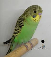 Www Parkieten Online Nl Www Volierevogels Online Nl Budgies Parakeets Lovebirds Parkieten Grasparkieten Pluimvee Birds Bi Muhabbet Kuslari Hayvanlar Kus
