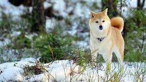 hatiko poroda sobaki akita inu foto otlichnyj kompanon i svoenravnyj drug animals pet birds most beautiful dogs