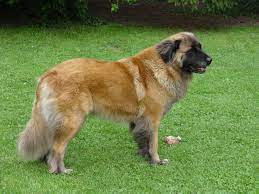 Cão da serra da estrela) is a large breed of dog from the estrela mountains of portugal bred to guard herds and homesteads. Hunderasse Einzelansicht Ferien Mit Hund