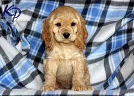 Puppy Finder Find Buy A Dog Today By Using Our Petfinder Spaniel Puppies Puppies Cocker Spaniel Puppies