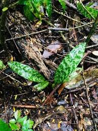 Image result for Oeceoclades maculata