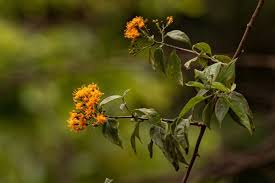 Image result for Distephanus divaricatus