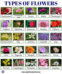 Check spelling or type a new query. Types Of Flowers List Of 50 Popular Flowers Names With Their Meaning English Study Online
