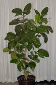 Who couldn't love an african violet plant? Gumtree