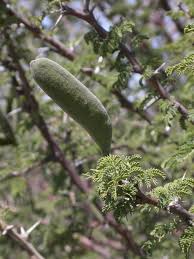 Image result for Acacia hebeclada