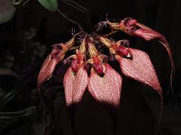Image result for Bulbophyllum intertextum