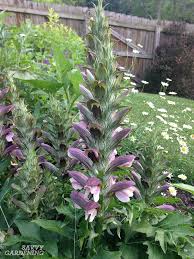 Check spelling or type a new query. Shade Loving Perennial Flowers 15 Beautiful Choices For Your Garden