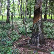 If you want to learn getah in english, you will find the translation here, along with other translations from indonesian to english. Photos At Ladang Getah 10 Visitors