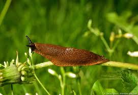 Maybe you would like to learn more about one of these? Do French Marigolds Really Repel Slugs Pest Pointers Tips For At Home Pest Control