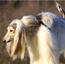 Feel free to browse hundreds of active classified puppy for sale listings, from dog breeders in pa and the surrounding areas. Afghan Hound Puppies For Sale Adoptapet Com