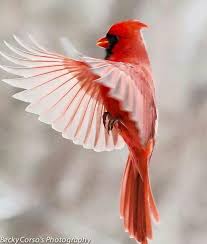 Small Birds That Look Like Cardinals Pin By Barbara Huffman On Cardinals Cardinal Birds Beautiful Birds Animals Beautiful