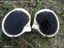 Image result for Scleroderma citrinum