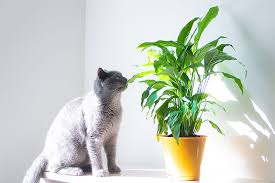 Lilies in the true lily and daylily families are very dangerous for cats. Are Peace Lily Plants Toxic To Cats Gardener S Path