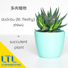 Plants In Mandarin Mandarin Chinese Learning Learn Chinese Basic Chinese