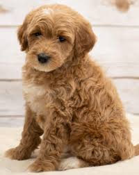 What does a miniature goldendoodle look like? Mini Goldendoodle Wallpapers Wallpaper Cave