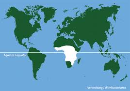 Maybe you would like to learn more about one of these? West African Lungfish Meet Them At Zoo Leipzig