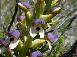 Image result for Disa saxicola