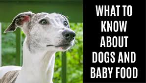 Can Dogs Eat Baby Food What You Need To Know Spoiled Hounds