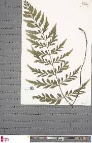 Image result for Asplenium blastophorum