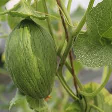 Melon Vert Olive D Hiver Ab Ferme De Sainte Marthe