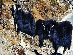 The name india comes from the greek word, indus.this came from the word sindhu, which in time turned into hind or hindi or hindu.the preferred native name or endonym is bharat in hindi and other indian languages as contrasted with names from outsiders. Yaks Find A Home In Arunachal Sikkim Numbers Down Elsewhere Guwahati News Times Of India