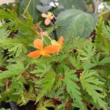 Image result for Begonia sutherlandii