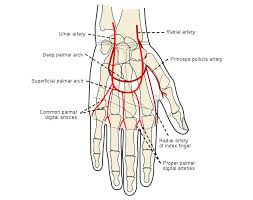 Image result for Allen Test