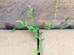 Sodium chlorate, according to the application of sodium chlorate kills the roots by interfering with the ability of bindweed leaves to. 7 Natural Ways To Control Bindweed
