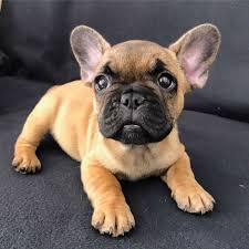 There's no doubt your english bulldog is a prince or princess to you, and naming your pet after royalty is a great way to celebrate that special status. 70 Female French Bulldog Names Bulldog Puppies French Bulldog Puppy Cute Animals