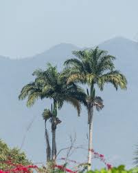 Image result for Roystonea oleracea