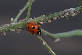 Pest control strategy that uses a combination of techniques to reduce pest pops to economically acceptable levels. Integrated Pest Management Part 1 The Permaculture Research Institute