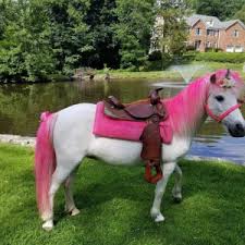 Bring the kids for the carnival rides, games, petting zoo, and werc live animal exhibit. The Best Petting Zoos For Hire In Waterbury Ct Gigsalad